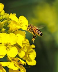 Reichlich Rapsnektar f&uuml;r die Bienen